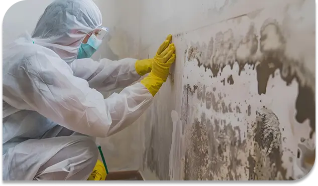 Mold inspection services