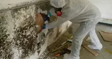 Mold removal in Birmingham MI