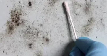 Mold tetsing in Birmingham MI